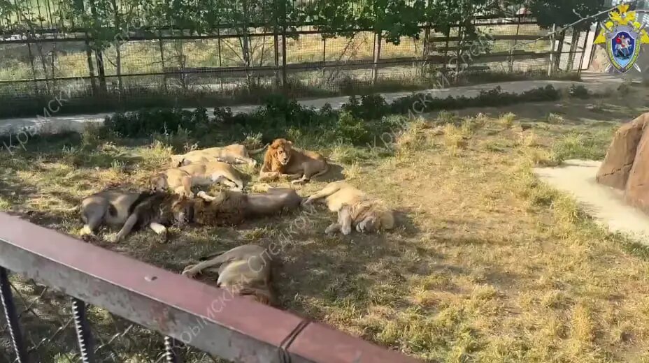    Фото: скриншот из видео пресс-службы ГСУ СК России по Крыму и Севастополю.