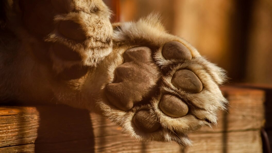    Elena Mayorova/Globallookpress