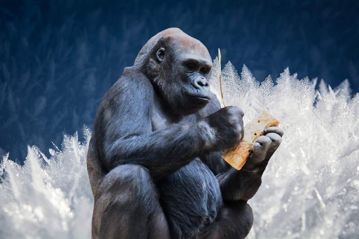 Медосбор 2025