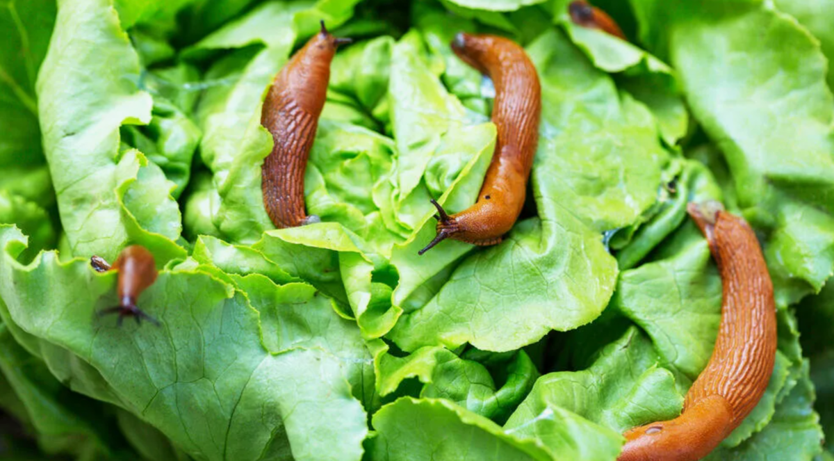 Слизни атакуют всё