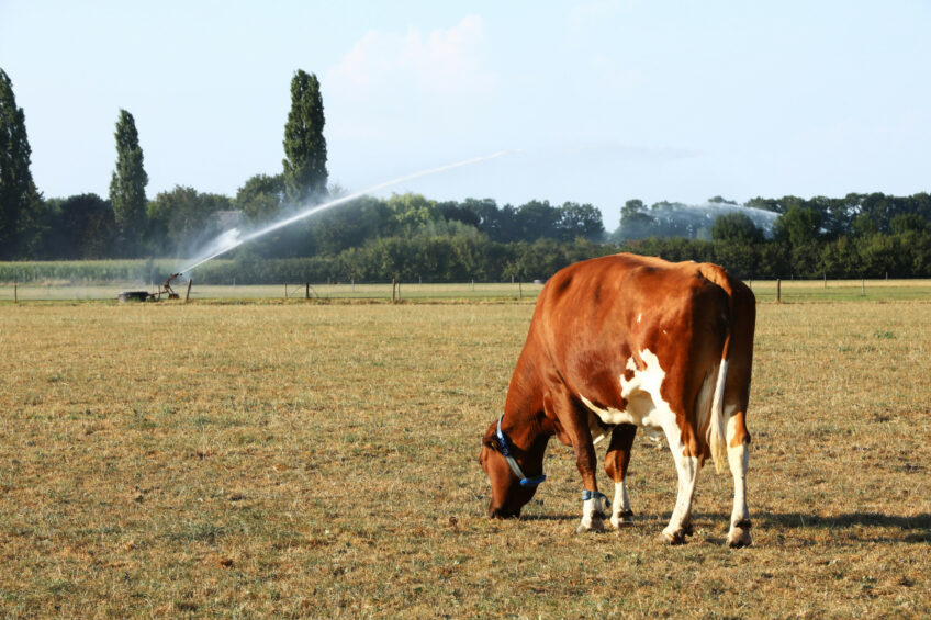 Исследование выявило значительные изменения в показателях фертильности у молочных коров, подвергшихся тепловому стрессу. Фото: Хенк Рисвик