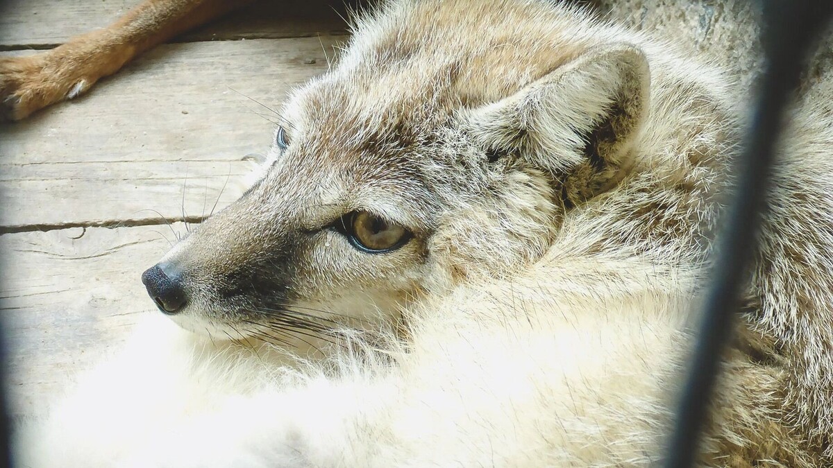     Источник: 1MI