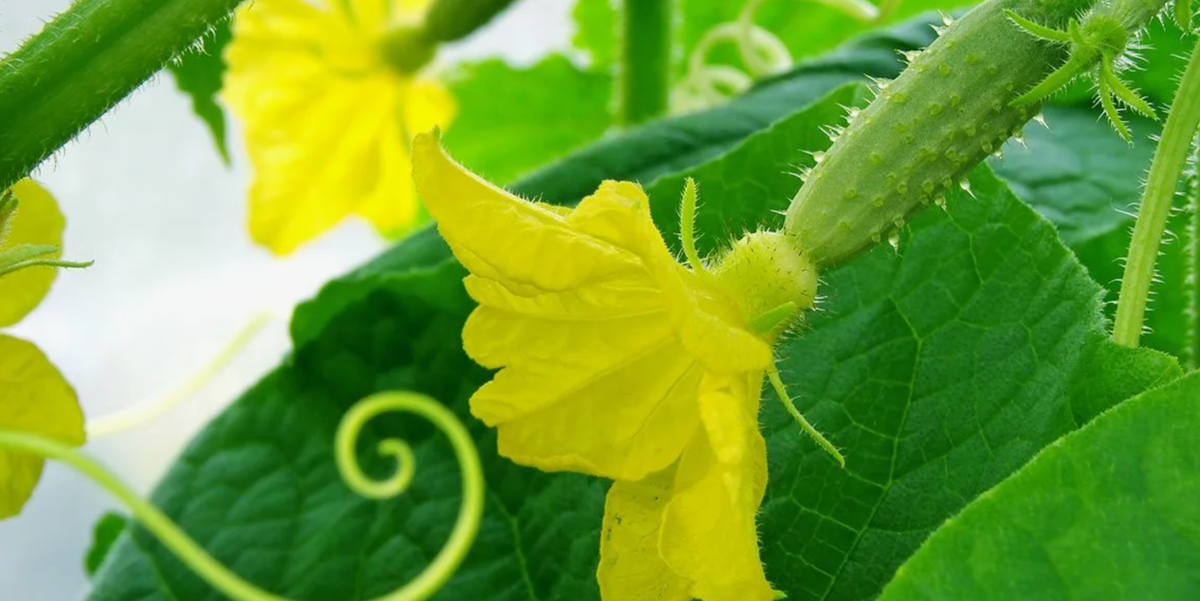 Огурцы в холод и дождь