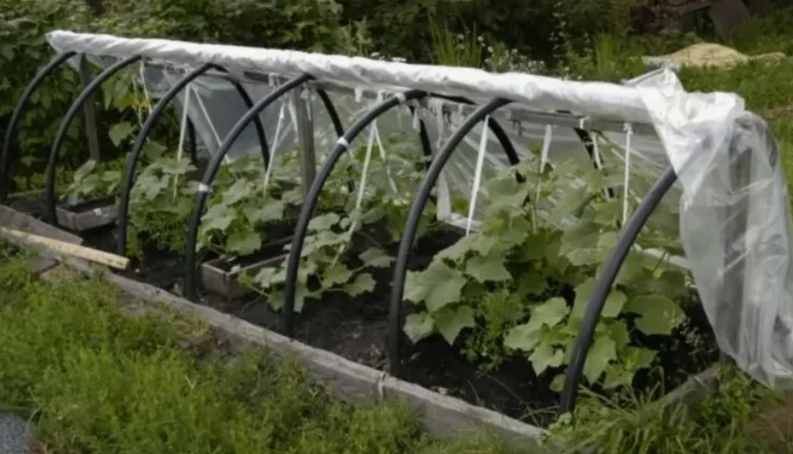 Создайте «тепличку»