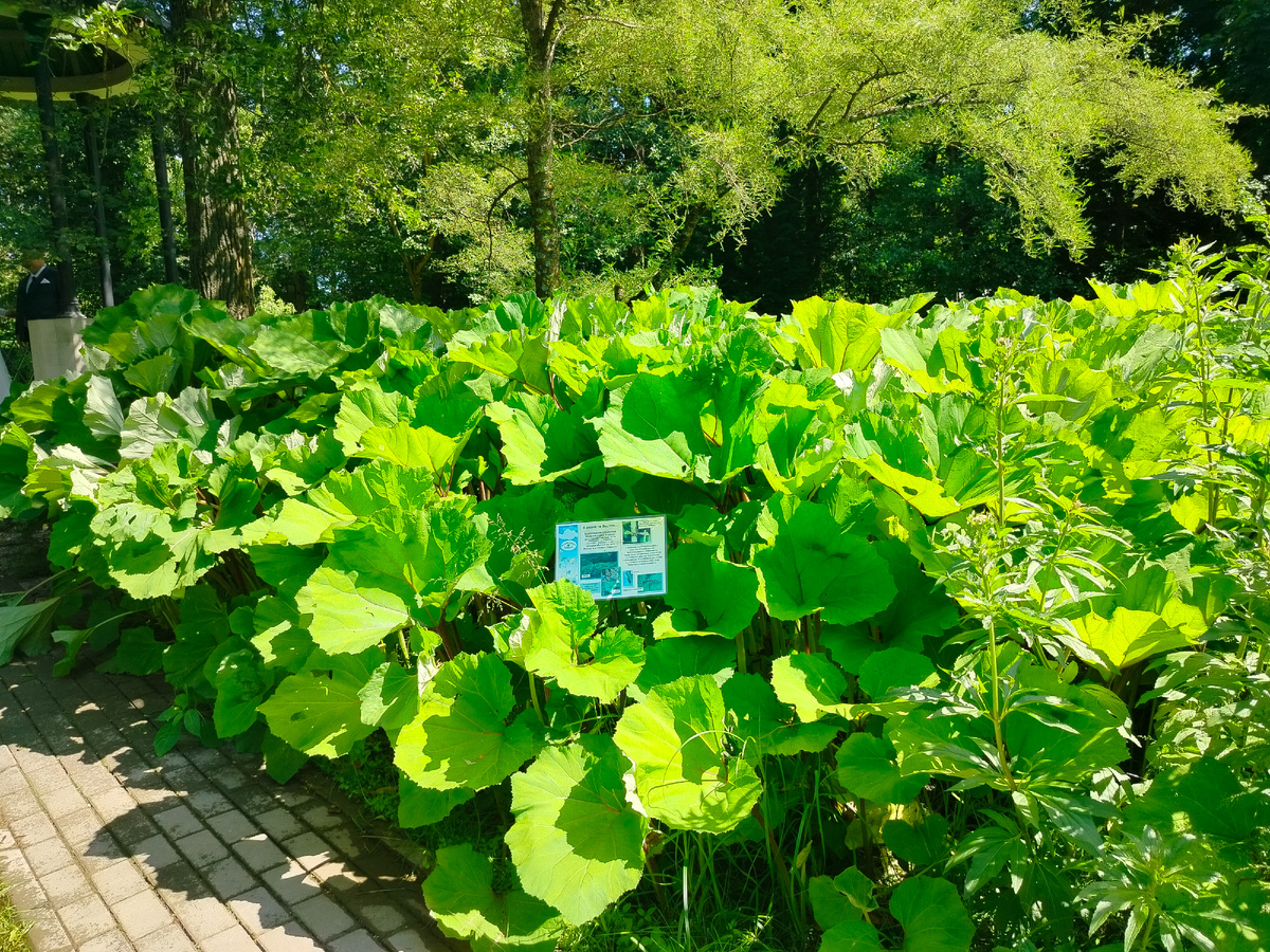 Растения на берегу пруда.