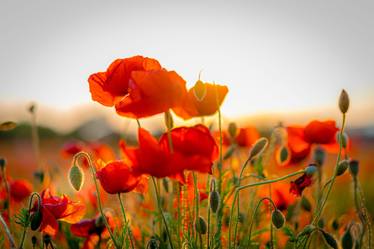 фото: Dirk Pagels/SULUPRESS.DE