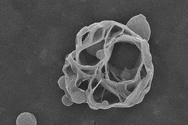    Фото: Фото пресс-службы СФУ