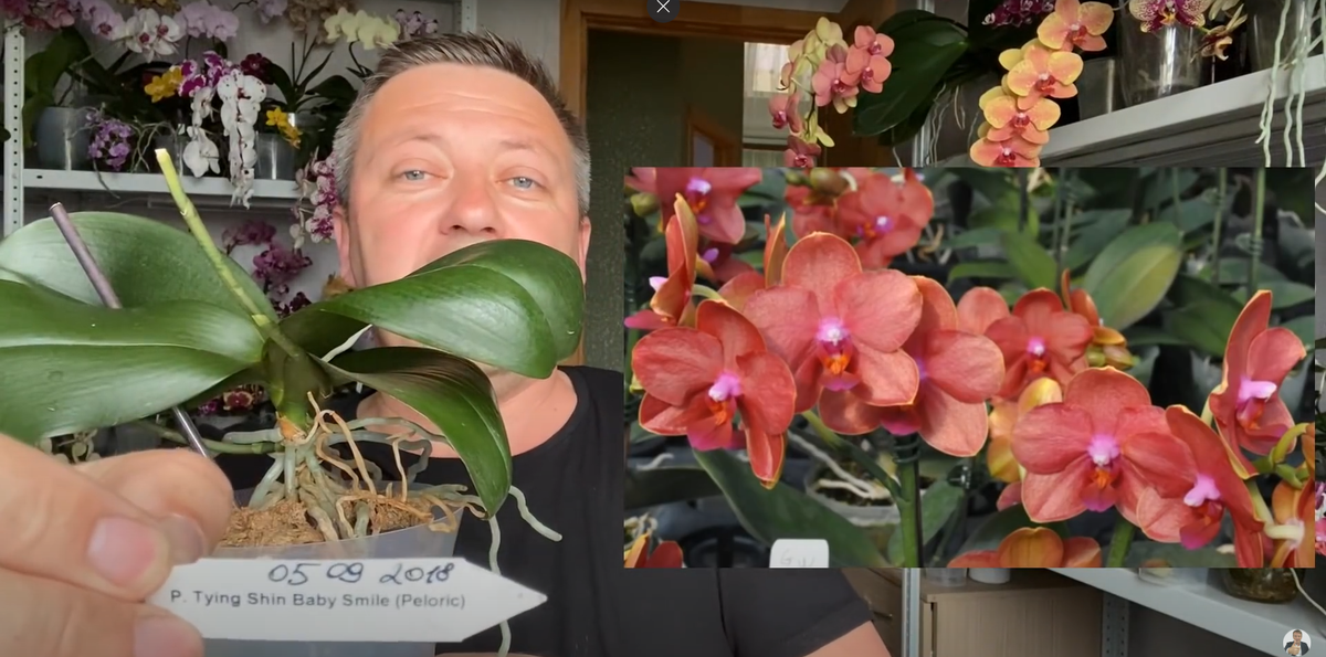 Орхидея Tying Shin Baby Smile