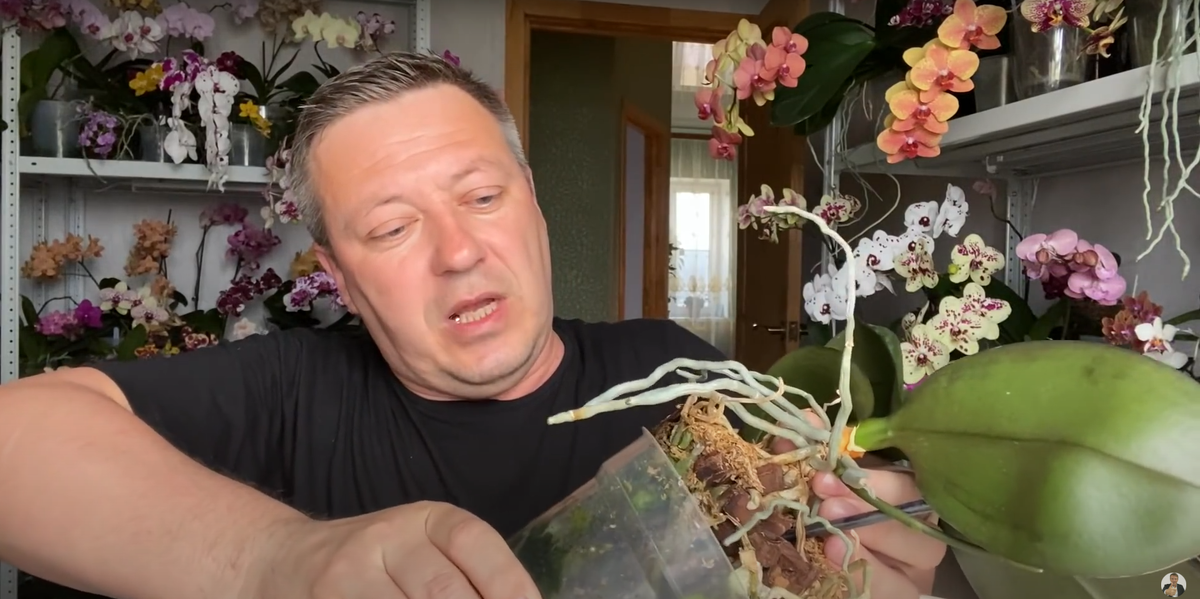 Достаем орхидею из горшка 