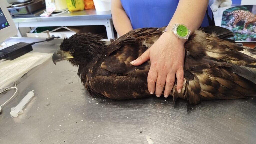    Фото: Росприроднадзор/VK Ульяна Бажанова