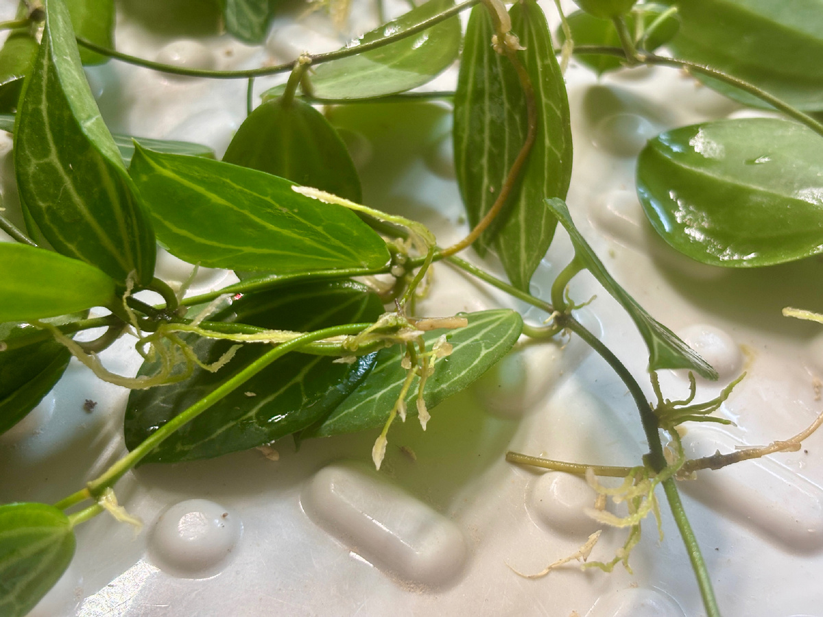 Все черенки укоренились.