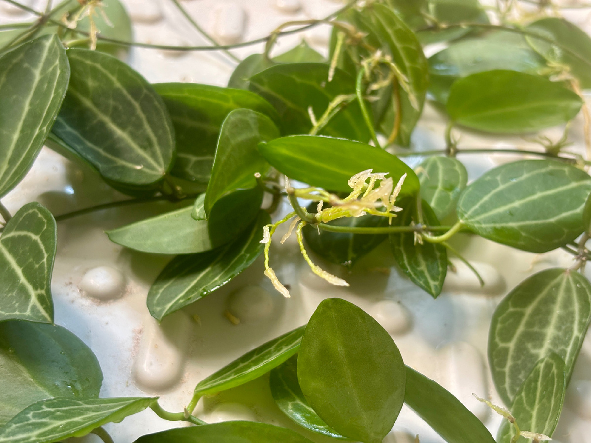 Хорошие и красивые корешки