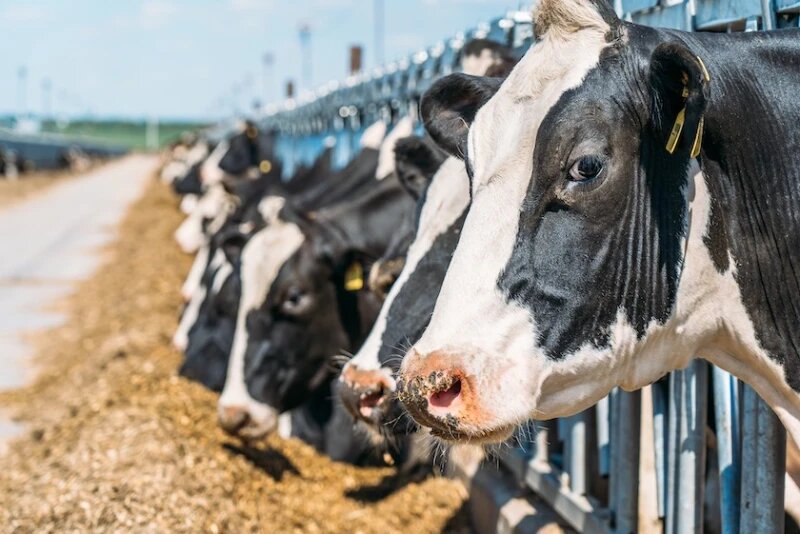 ферма в Германии