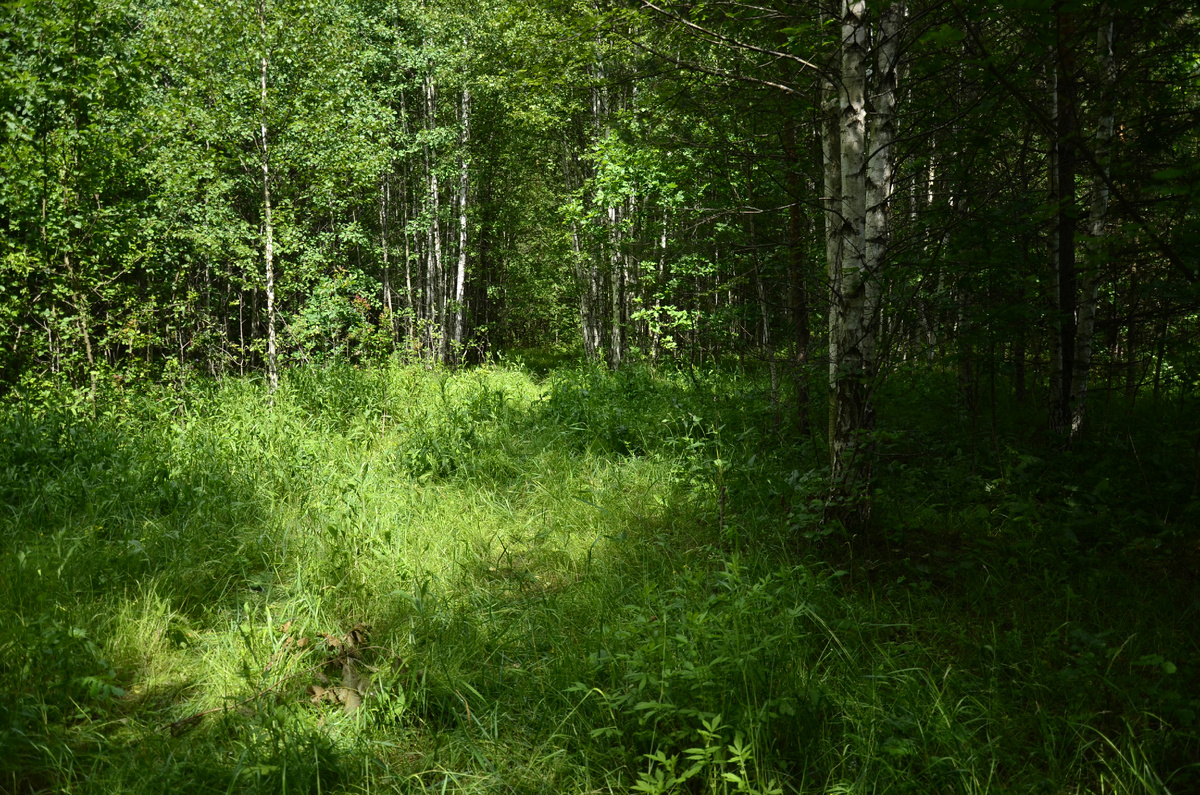 Опушка леса