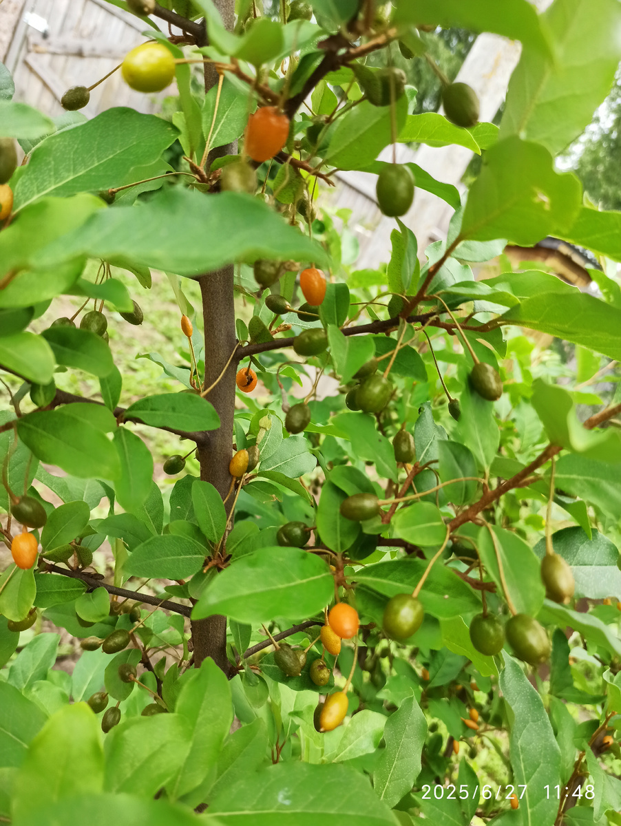 Два дня назад все были зелёные