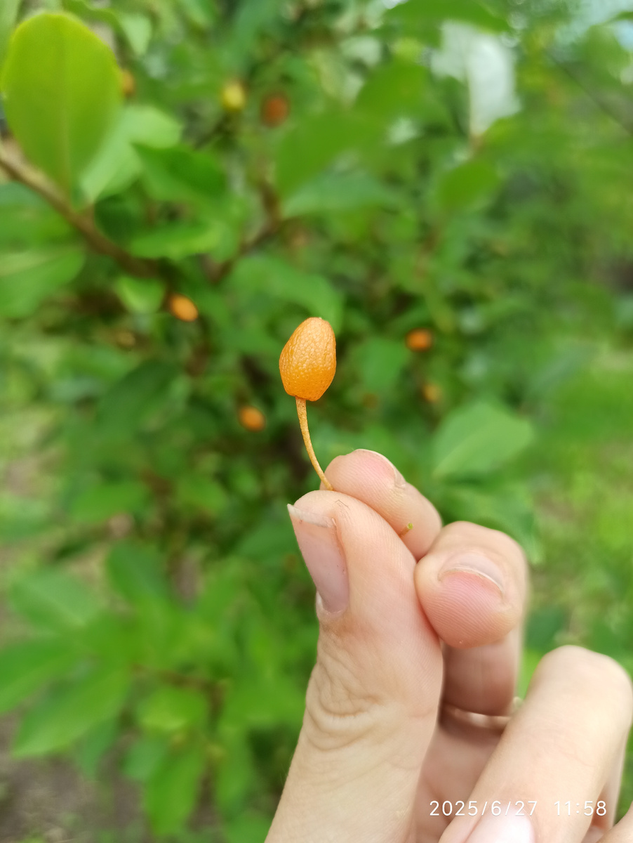 Недозрелая ещё. Фото для понимания размеров