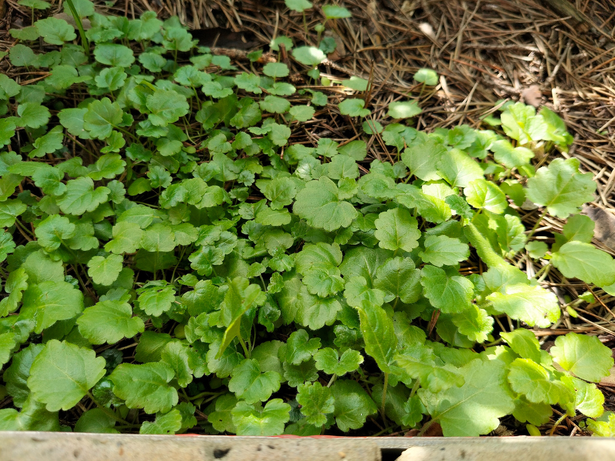 Сеянцы для опознания номер 1. Фото автора