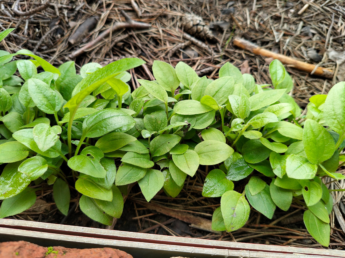 Сеянцы для опознания номер 2. Фото автора