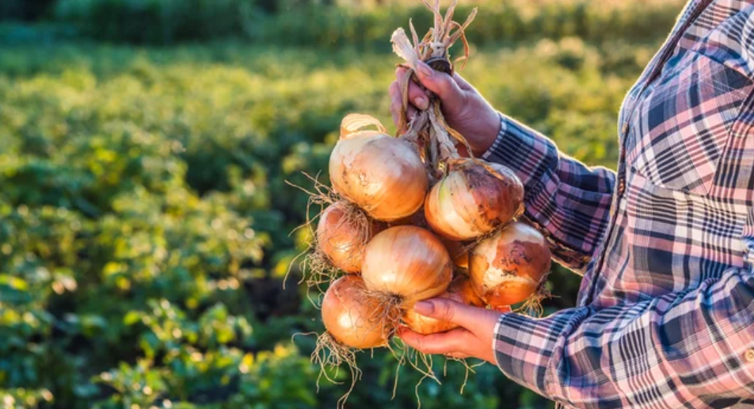 лук репчатый выращивание 
