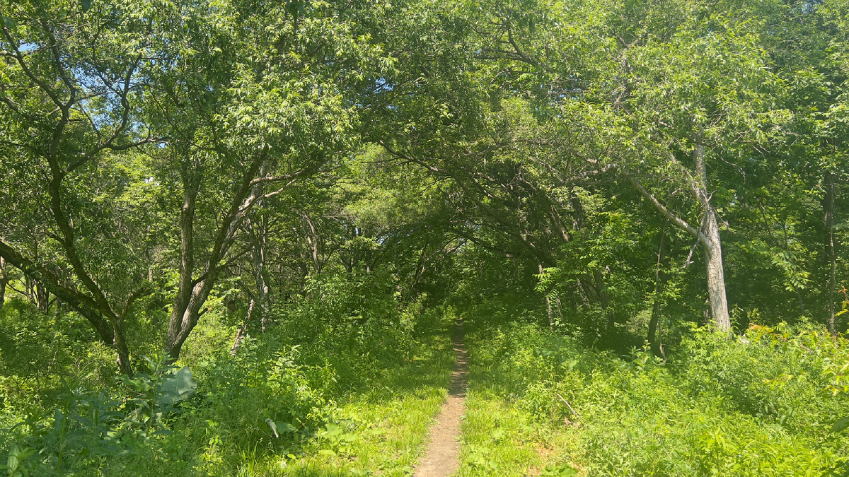 фото автора. Тропинка к источнику