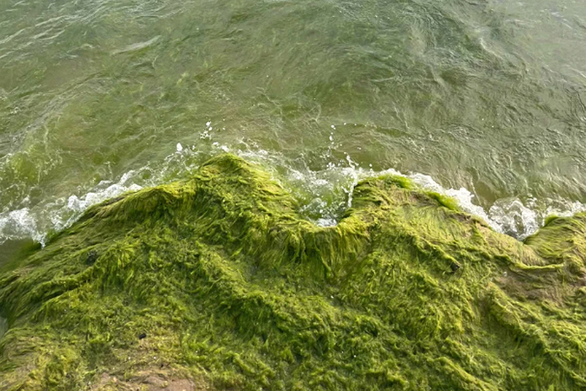 Камка в Джемете. 