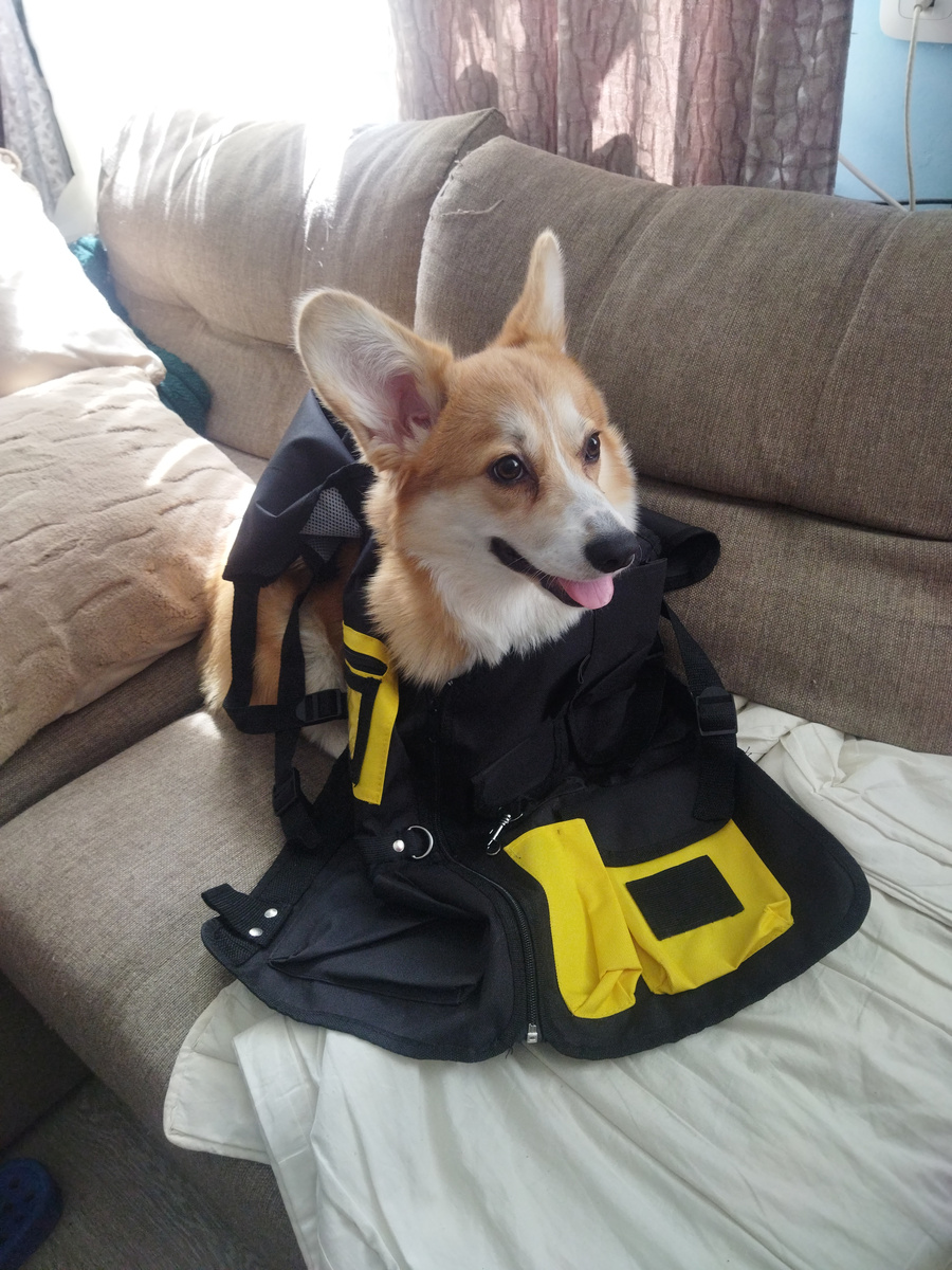 Корки. Залезла в моё снаряжение для инструментов