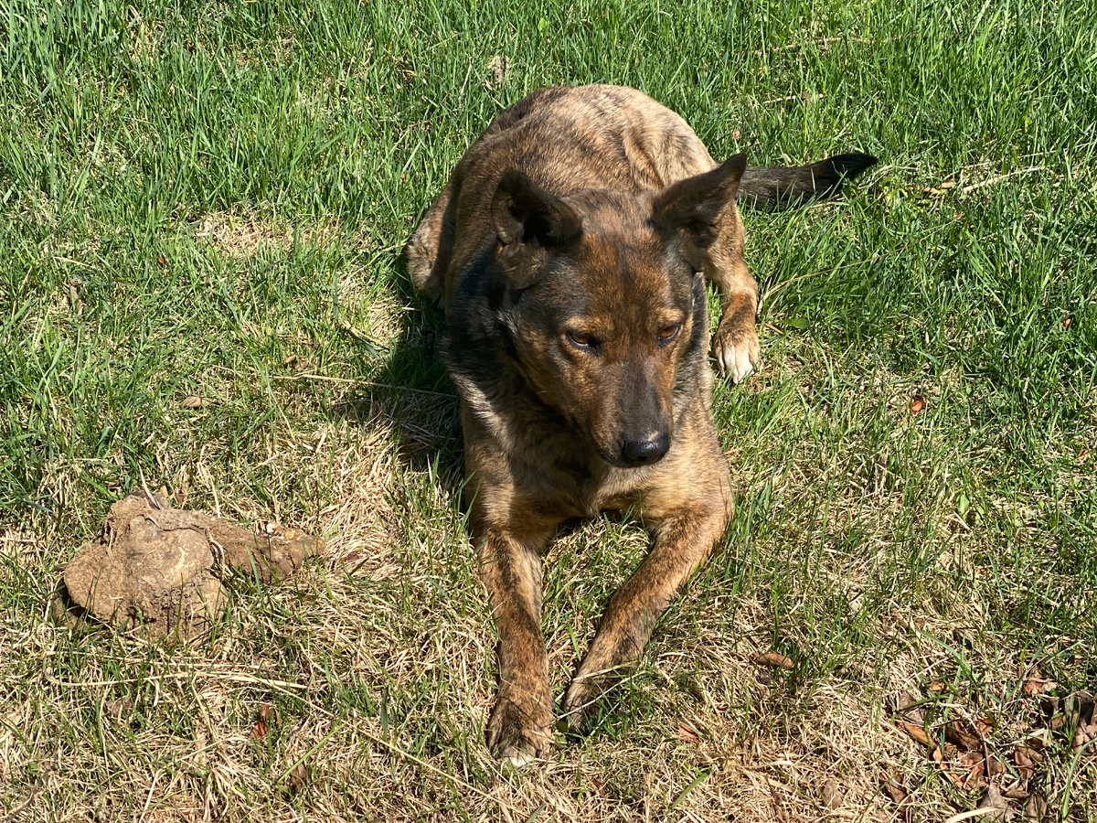 Наша собака, дворняга, фото автора