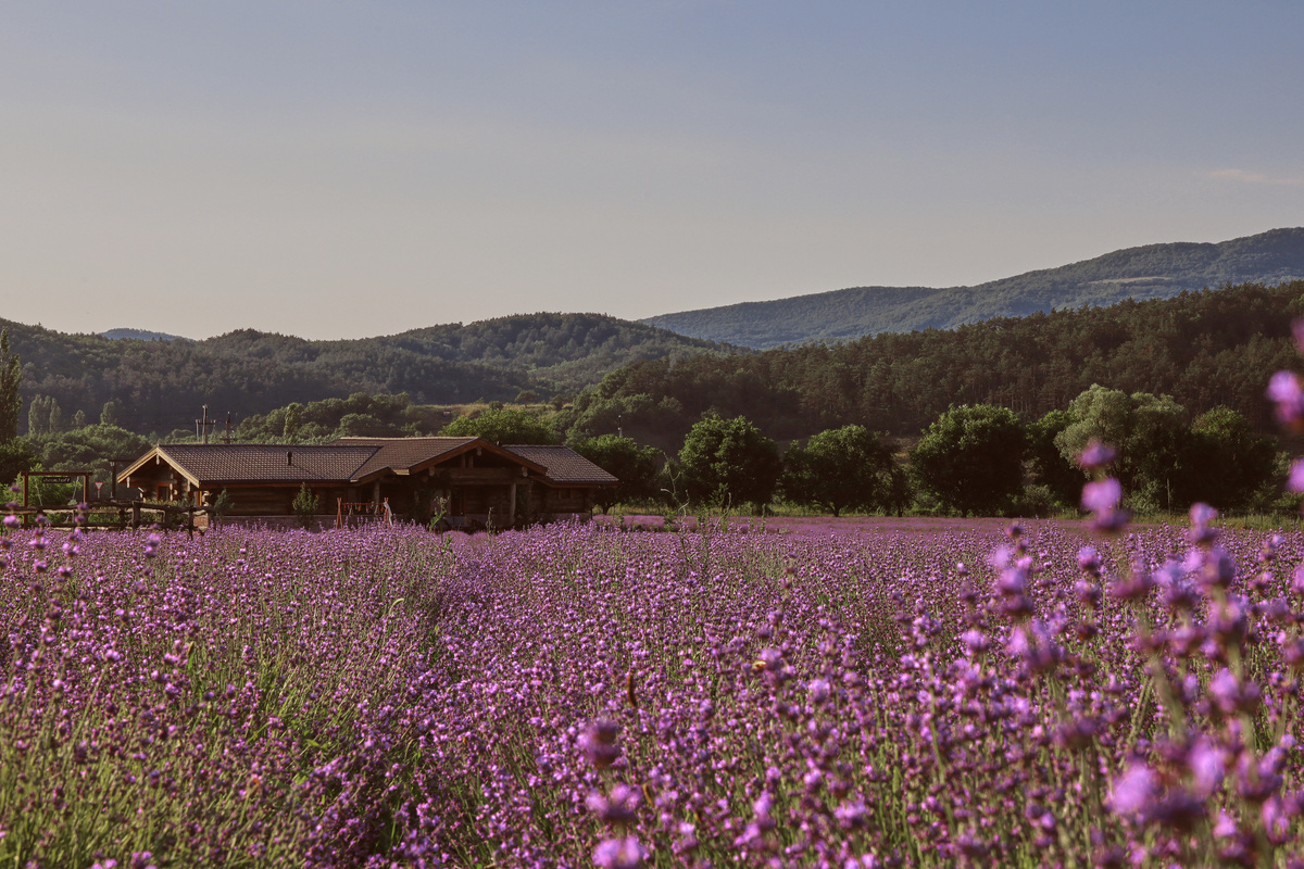 Лавандовое поле
Фото предоставлено фермой Viva Lavanda