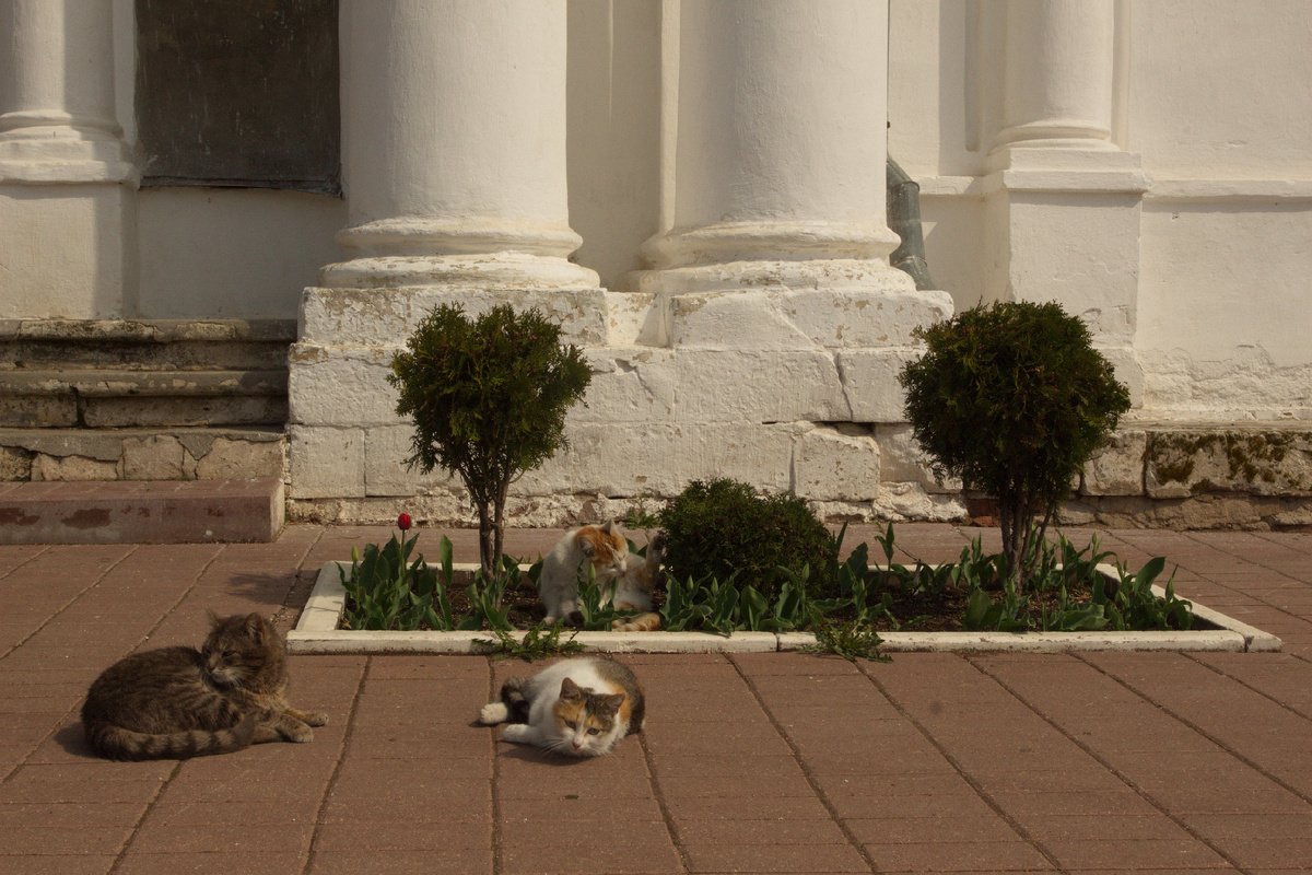 Ростов Ярославский