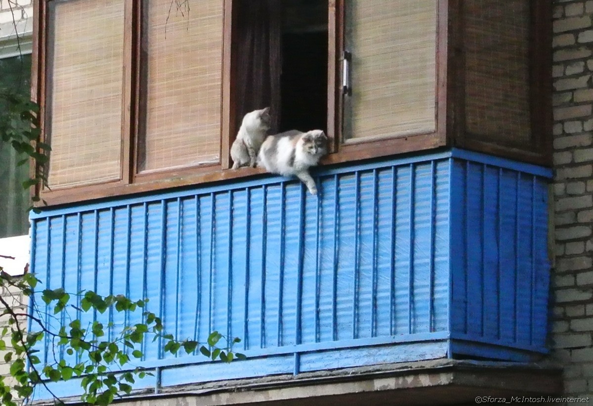 Коты на балконе меня всегда напрягают. А вы напряглись? Хочется поругаться с хозяевами, или для вас это норма и у вас также?