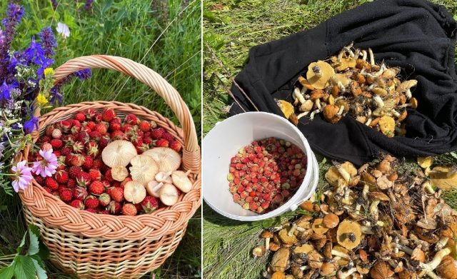     Фото: группа "Воронежские грибники" в ВК