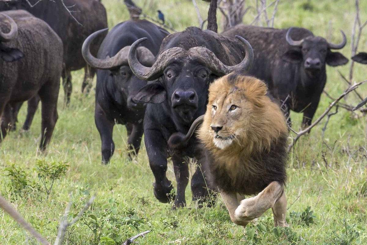 Не тому ты в тапки напрудил, Барсик!