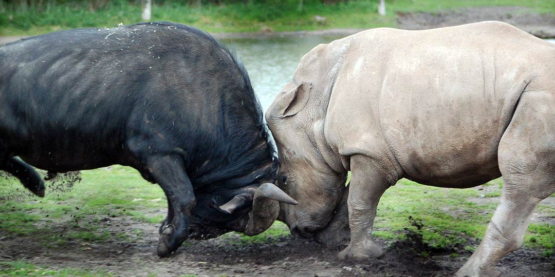 Чёрный буйвол: 4 причины, почему он попал в Большую пятёрку особо опасных зверей