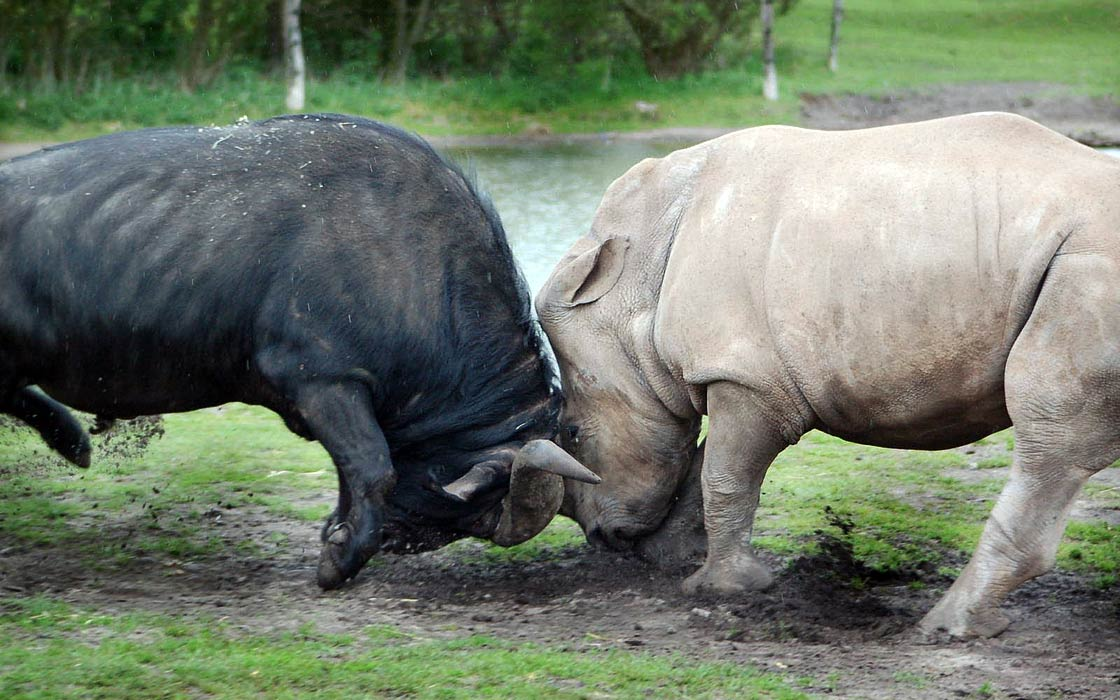 Бой двух тяжеловесов. Делайте ставки, господа! 