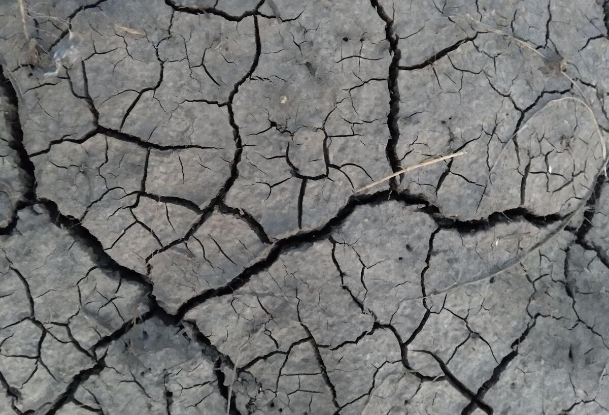 Фото: АПК Новости