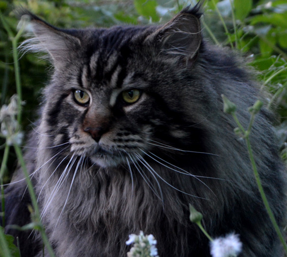 Недавно в мою уютную квартирку пожаловал незнакомец, представившийся сотрудником управляющей компании. Поводом визита стало желание удостовериться в исправности приборов учета коммунальных ресурсов. Мужчина оказался добродушным собеседником, моментально расположившим меня своим приветливым взглядом и открытой улыбкой.Однако едва переступив порог моей квартиры, гость застыл, уставившись на пушистого красавца, вальяжно развалившегося на диване. Этих глаз, полыхающих восторгом и искренним изумлением, я давно привыкла видеть всякий раз, когда посторонние знакомятся с моим любимцем. Имя ему Дарвин, порода — благородный мейн-кун. Каждого нового гостя он встречает царственным видом и ласковым мурлыканьем, неизменно вызывая море положительных эмоций и бурю восторгов.
