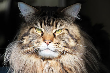 «Какой роскошный зверь!» — искренне воскликнул визитёр, устремляясь к моему питомцу. Мы разговорились. Вскоре оказалось, что мужичок неравнодушен к кошкам вообще и породистым представителям семейства кошачьих в частности. Оказалось, у друга нашего визитерщика тоже имеется представитель породы мейн-кун, правда, зовут его иначе — Симба.

Симба обитает на даче хозяина вместе с семьёй, куда иногда отправляются отдохнуть от городской суеты. Однажды хозяева взяли своего питомца с собой, решив показать животному природу, свободу и новые горизонты приключений. Всё началось вполне мирно и привычно. Кот успешно адаптировался к новому окружению, изучая окрестности и радуясь свободному пространству.