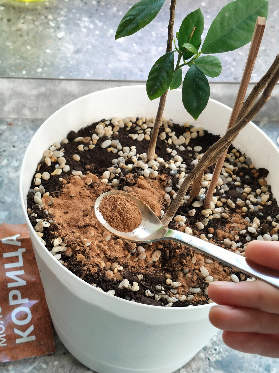 Krugozor / Корица — полезная специя для комнатных цветов 