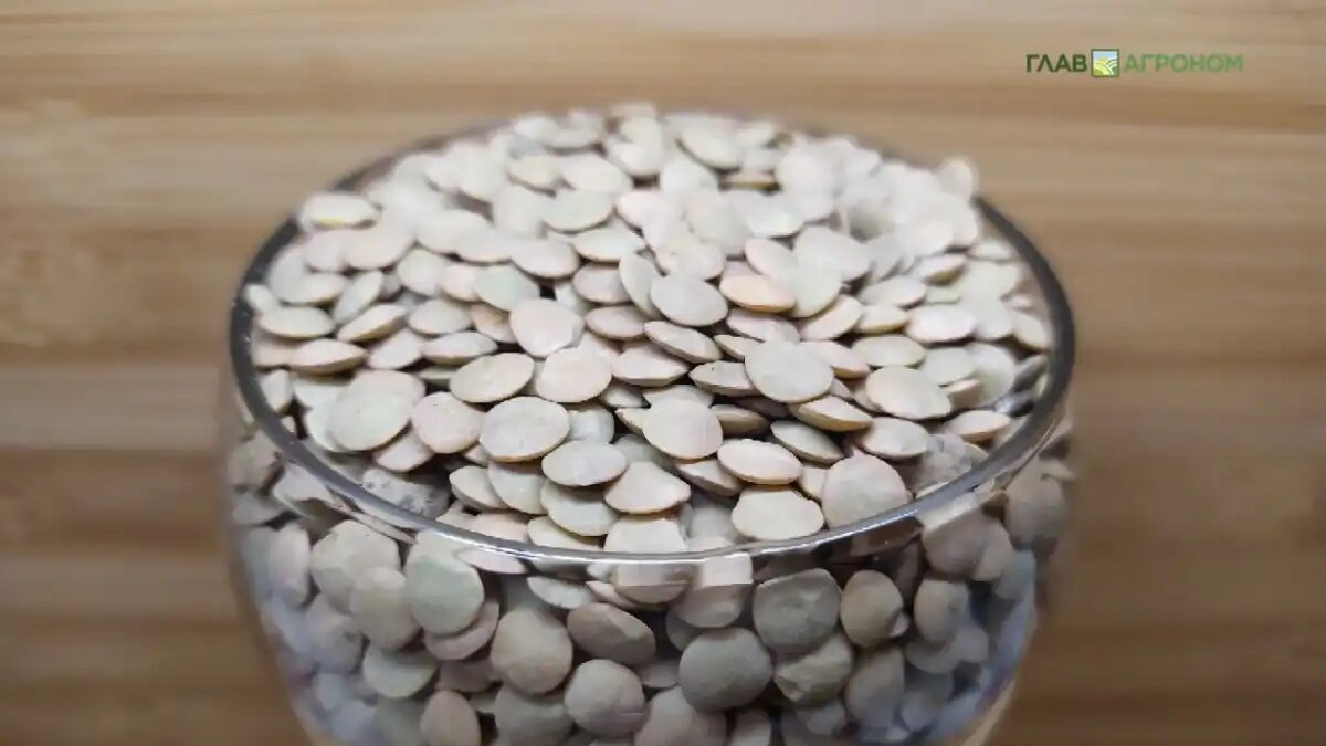 Фото:© Дмитрий Костюкевич / Glavagronom.ru
По итогам 2024 года и данным Росстата, наши аграрии собрали 567,9 тыс. тонн чечевицы