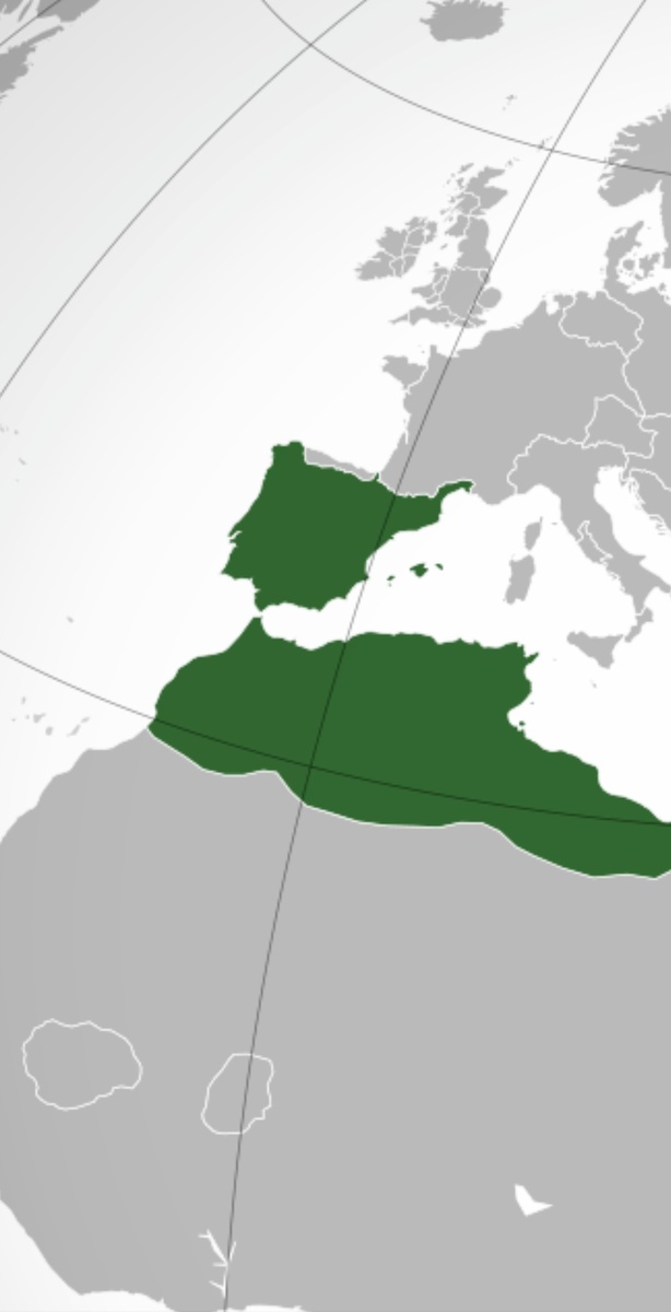 Карта Омейядского халифата, из интернета.