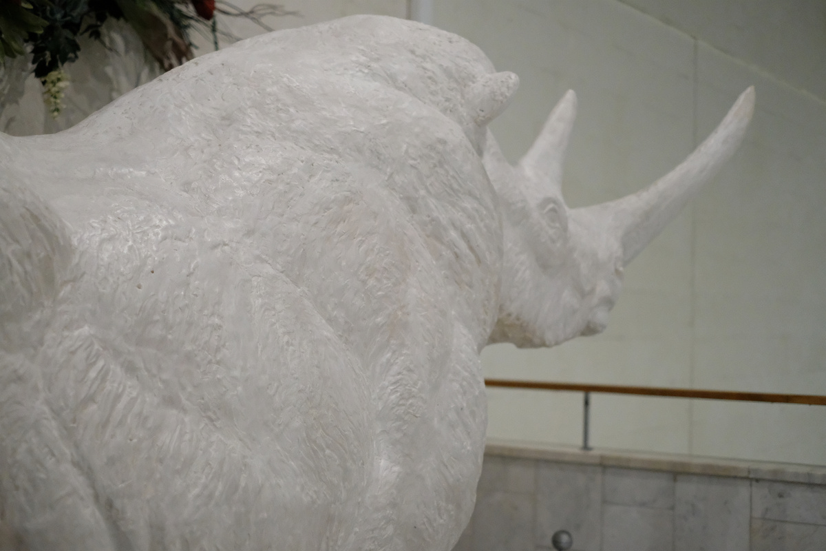 Модель шерстистого носорога в Государственном Дарвиновском музее