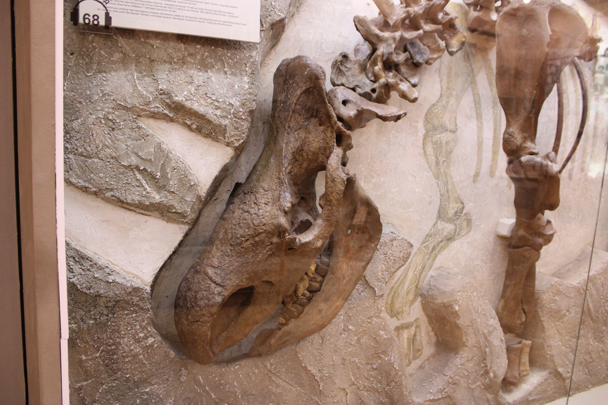 Скелет шерстистого носорога в Музее естественной истории Татарстана