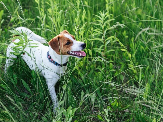    Фото: 123RF/innaskal