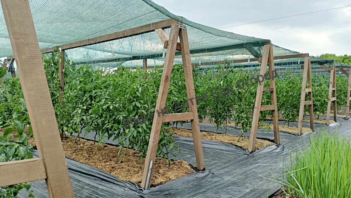 Томатные грядки 2025