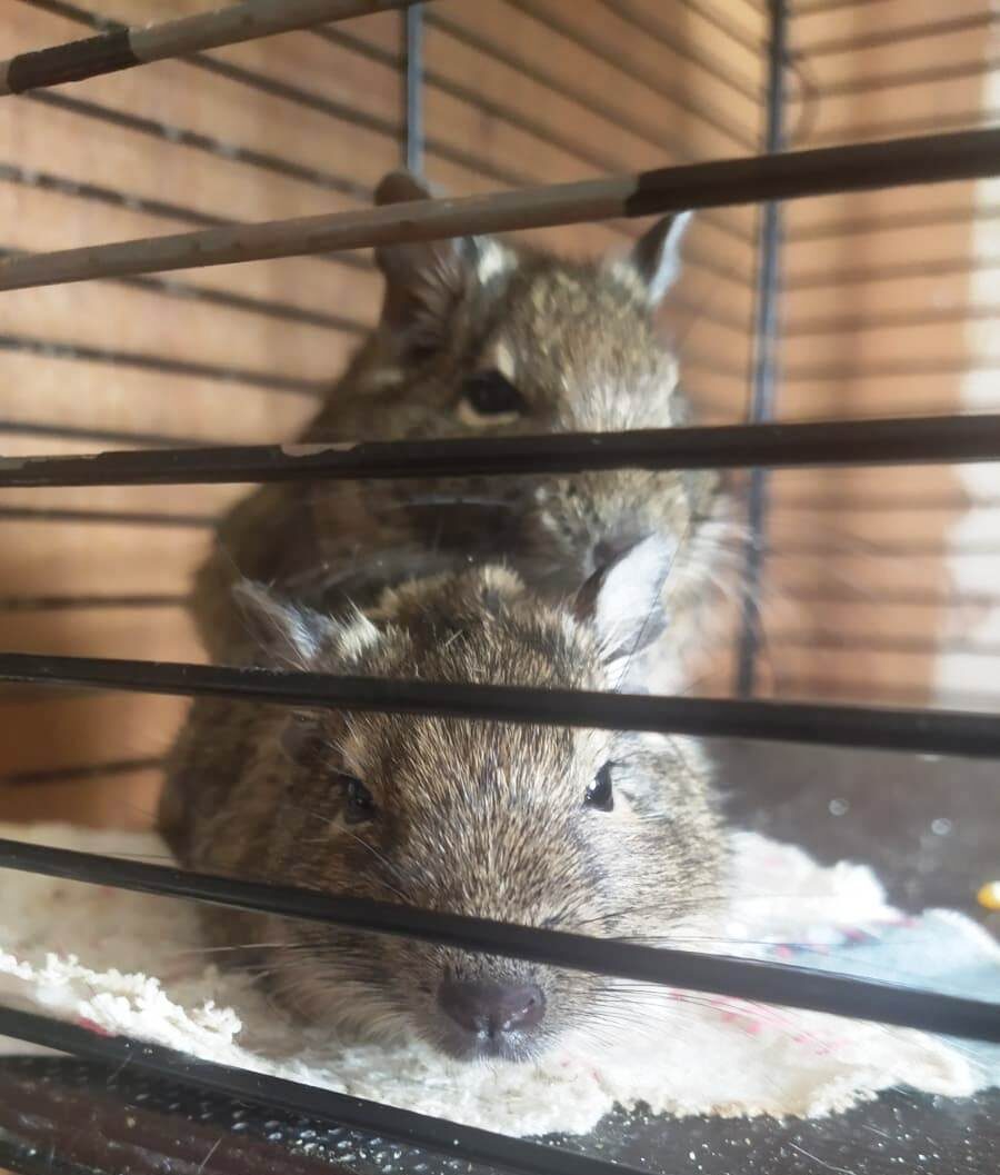 Мои дегу: ДЕЛЬФИ и ЛОЛИТА