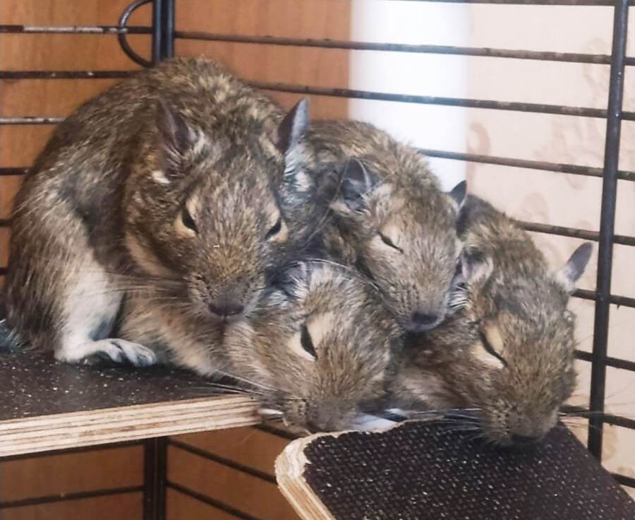 Белочки спят кучкой