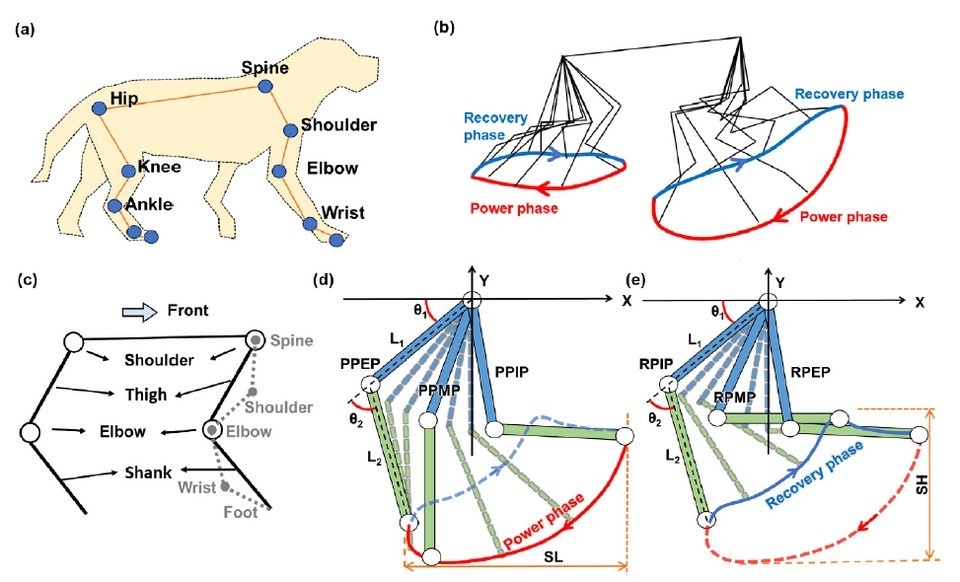   Jingting Qu et al. / Bioinspiration & Biomimetics, 2025