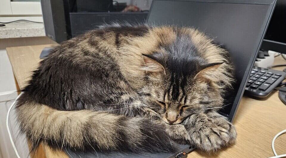   Сергей Коленов / N + 1