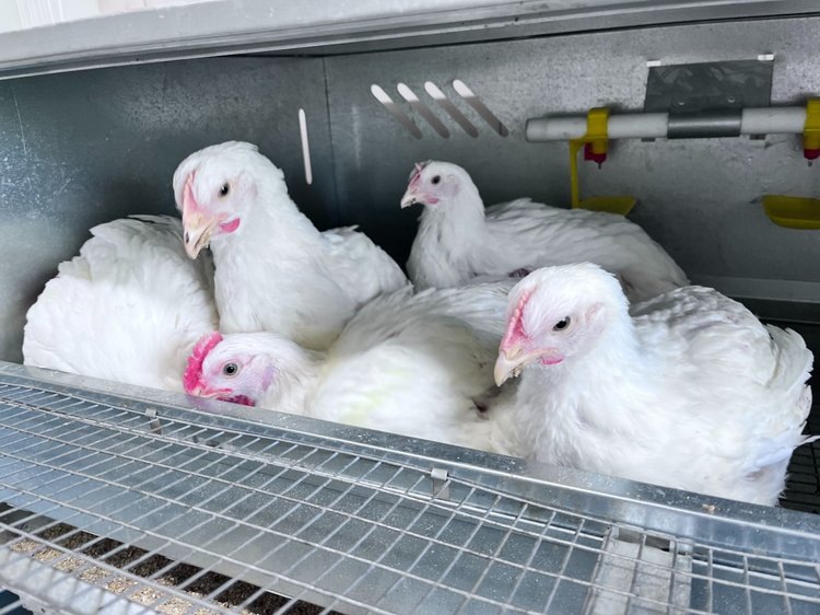    Фото: РГАУ МСХА имени Тимирязева