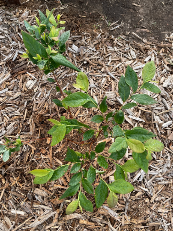 посадка голубики